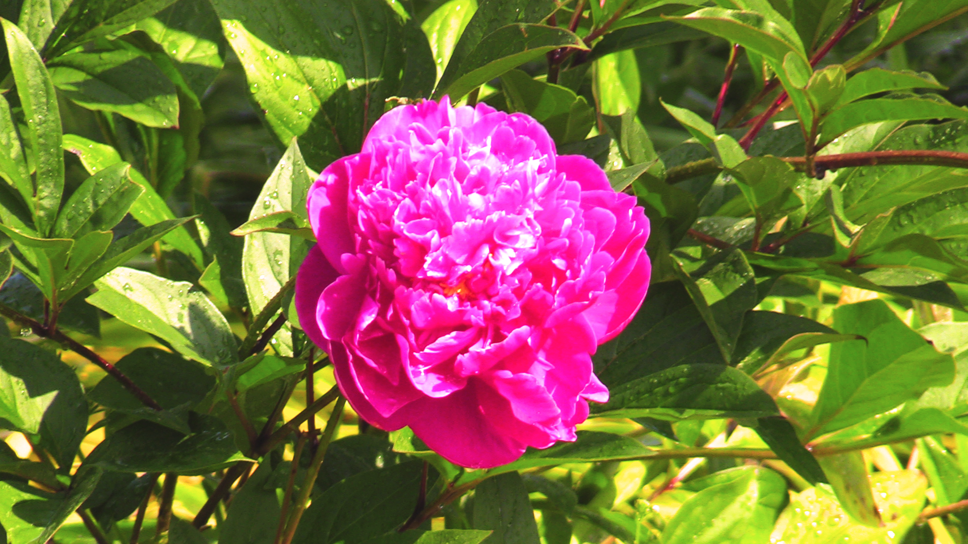 Flower Thumb